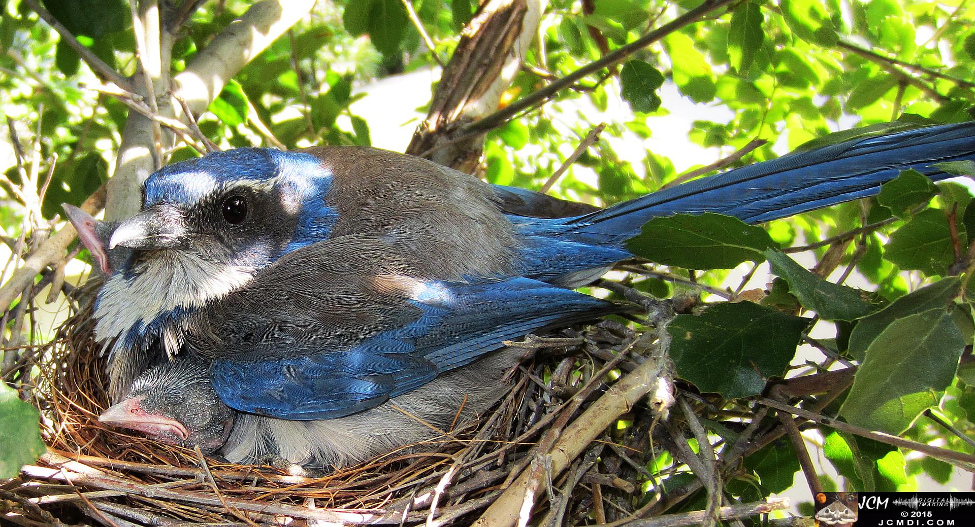 Scrub Jay Nest Documenatry with chicks